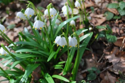 Leucojum vernum - bledule jarní